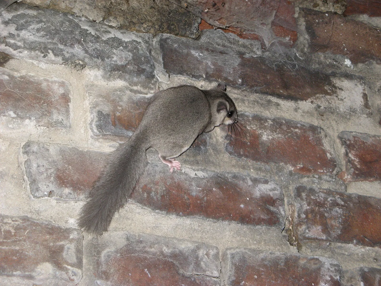 Liito-orava