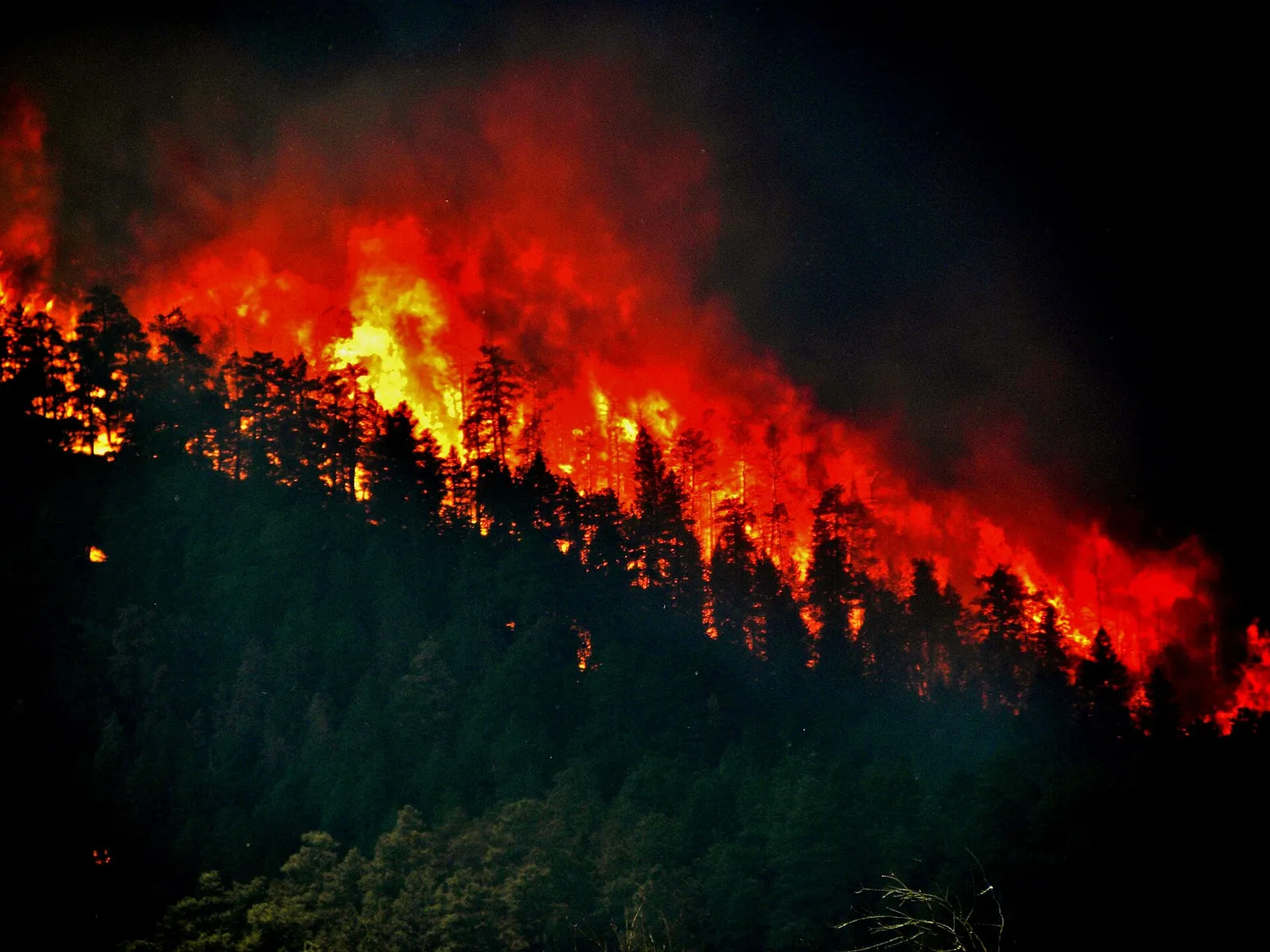 Metsäpalo puiden latvoissa