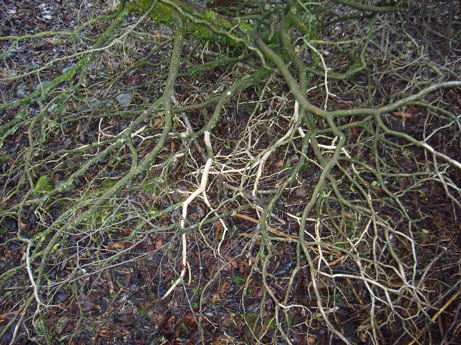 Metsämyyrä