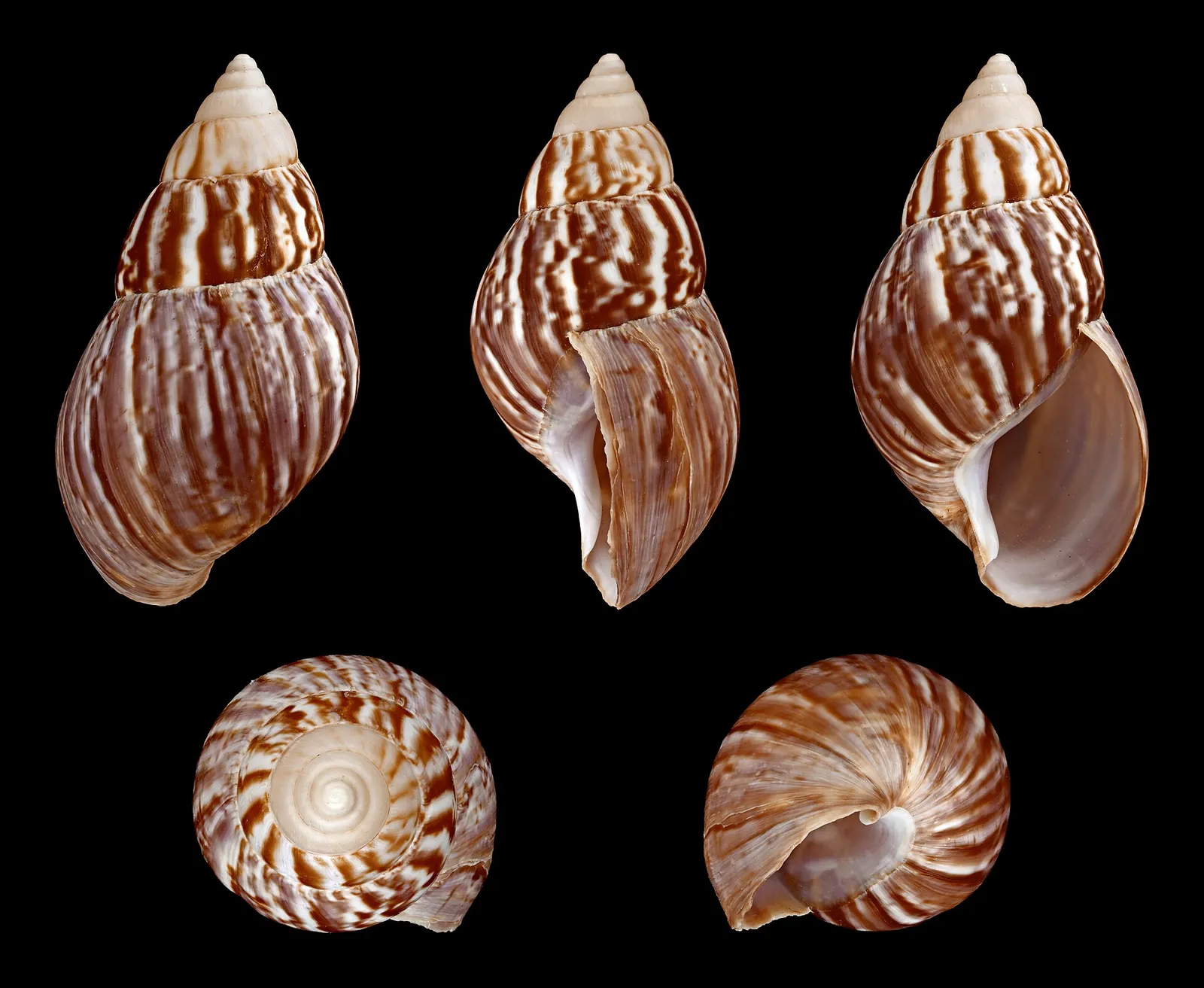Akaattikotilo