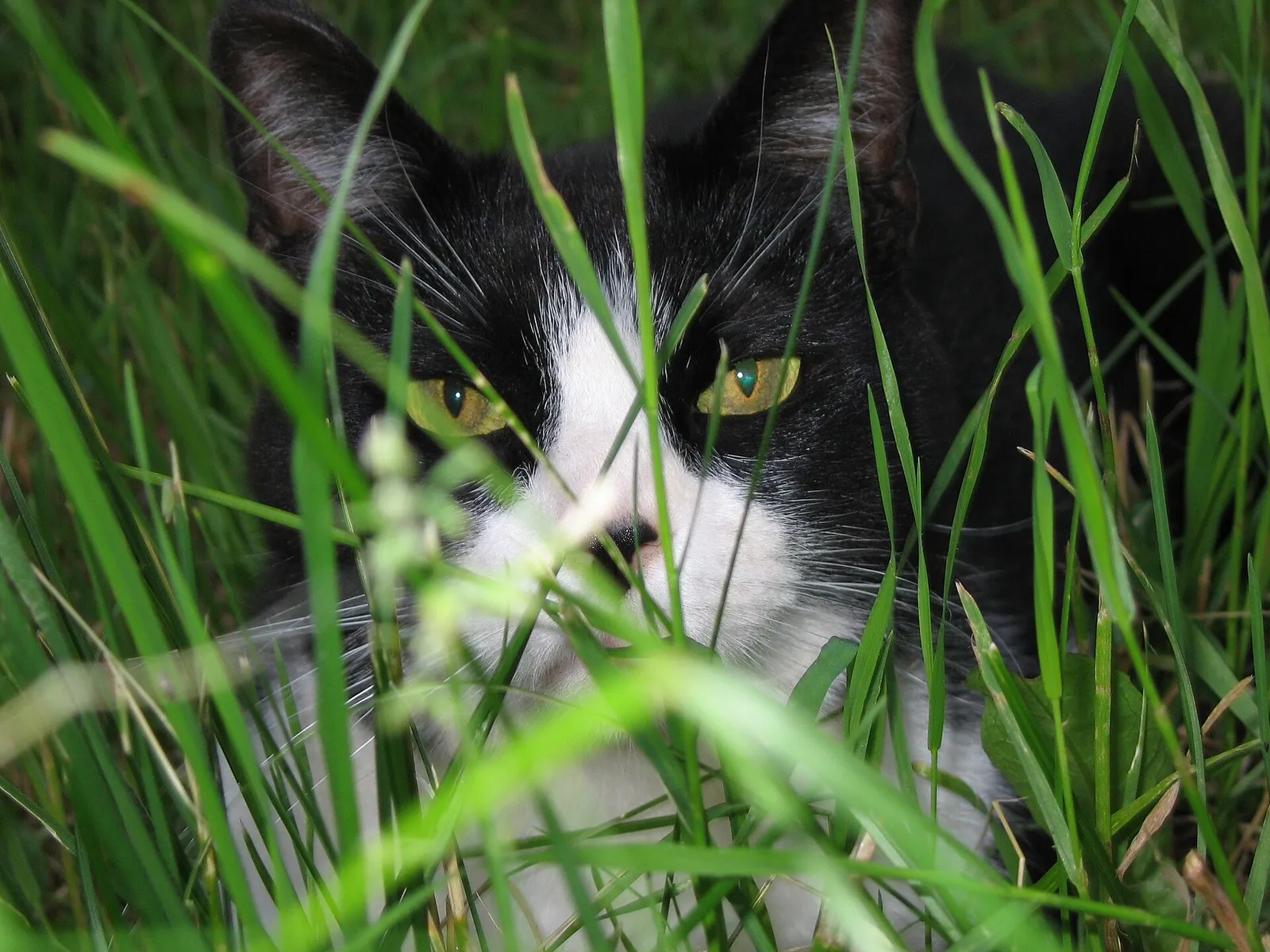 Kissa