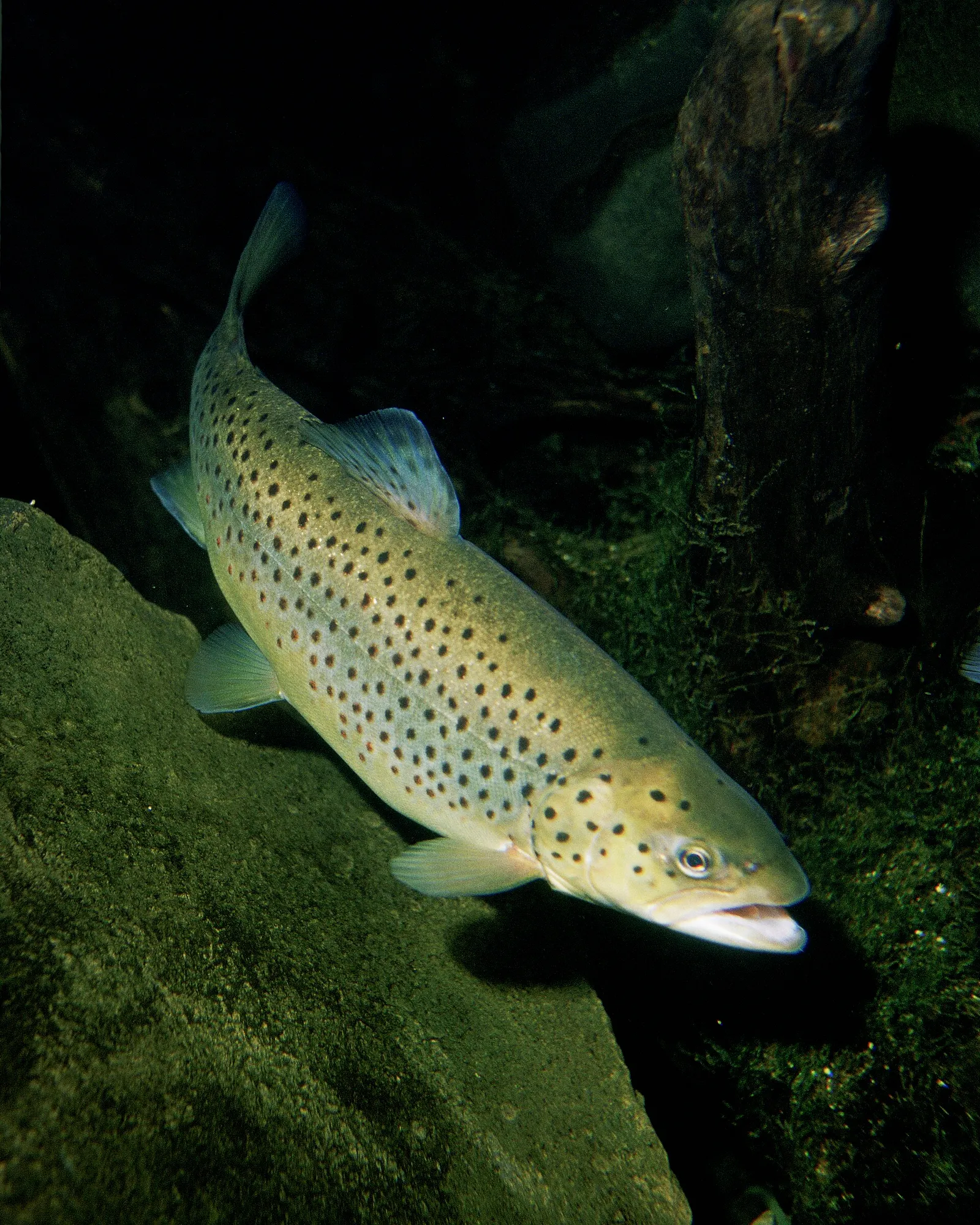 Taimen (kuvituskuva)