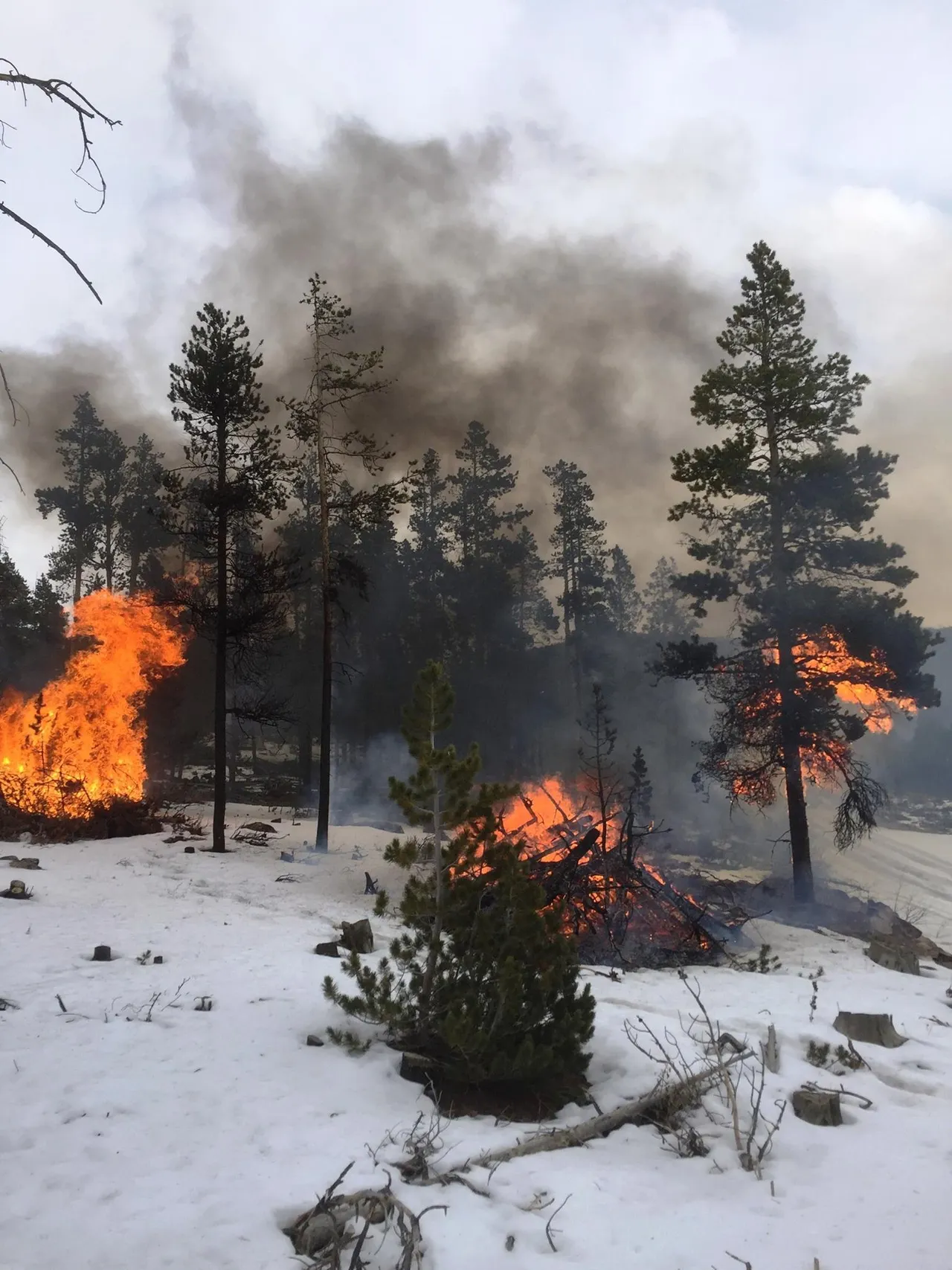 Hallittu metsänpoltto (kuvituskuva)