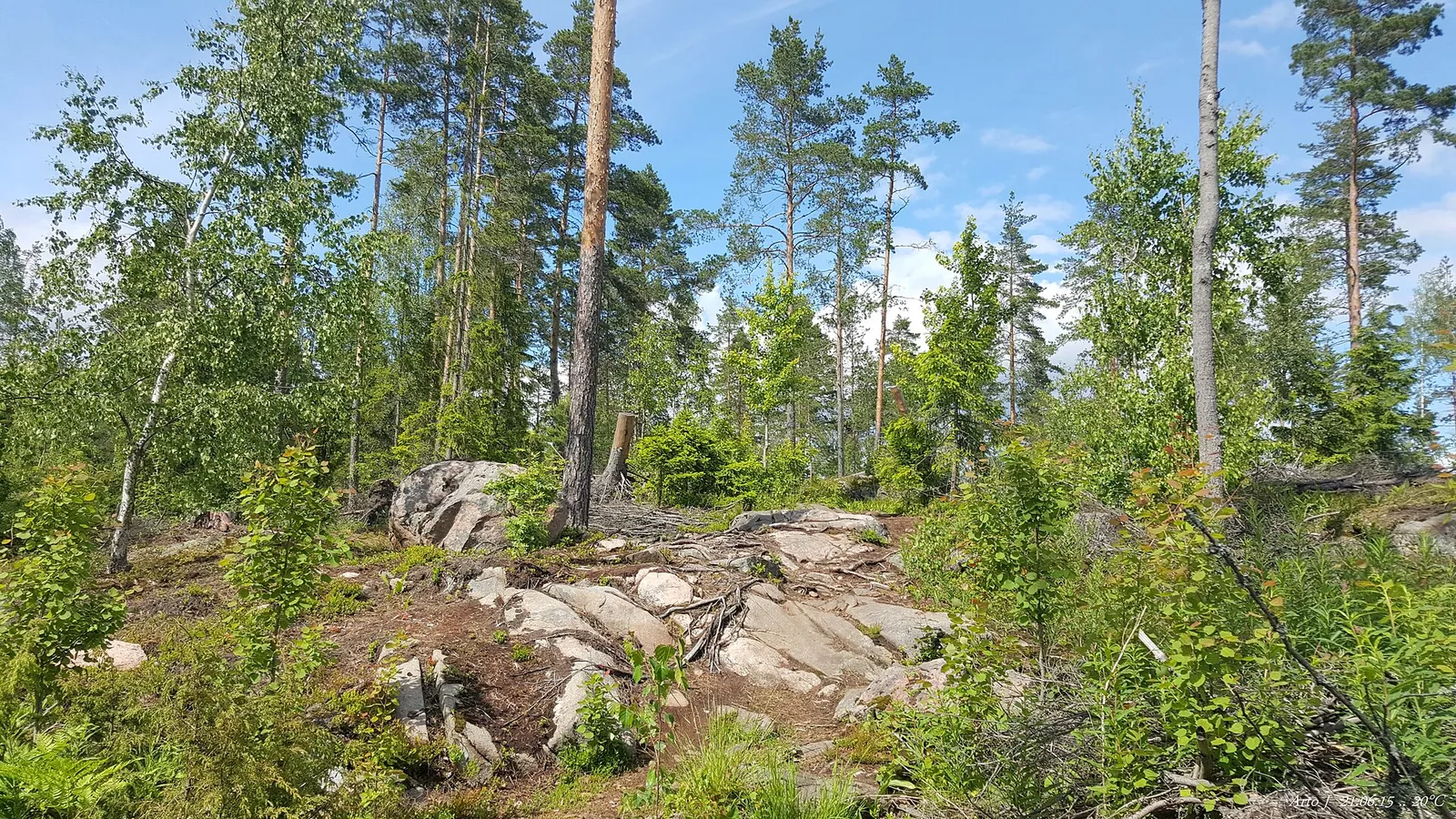 Metsäpolku (kuvituskuva)
