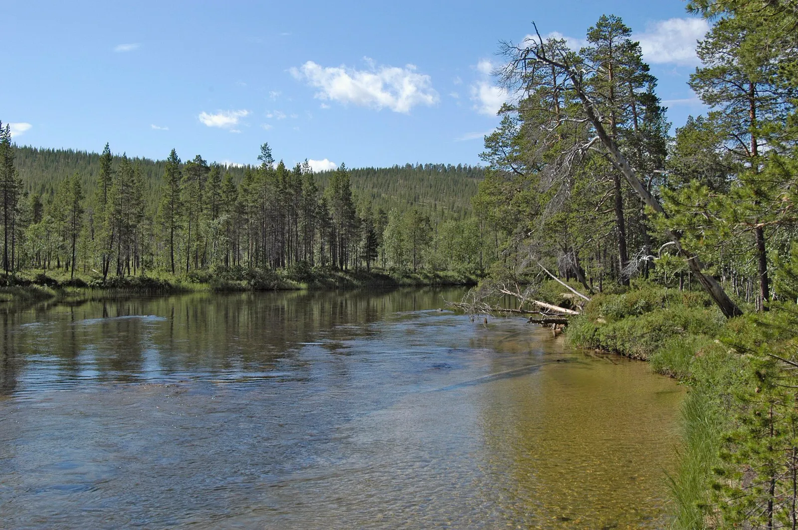 Rauhallinen jokimaisema kesällä (kuvituskuva)