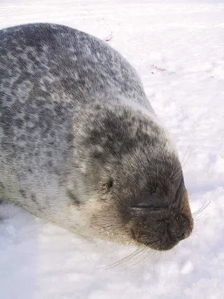 Rengashylje (Pusa hispida); saimaannorppa on lajin Saimaalla elävä makeanveden alalaji