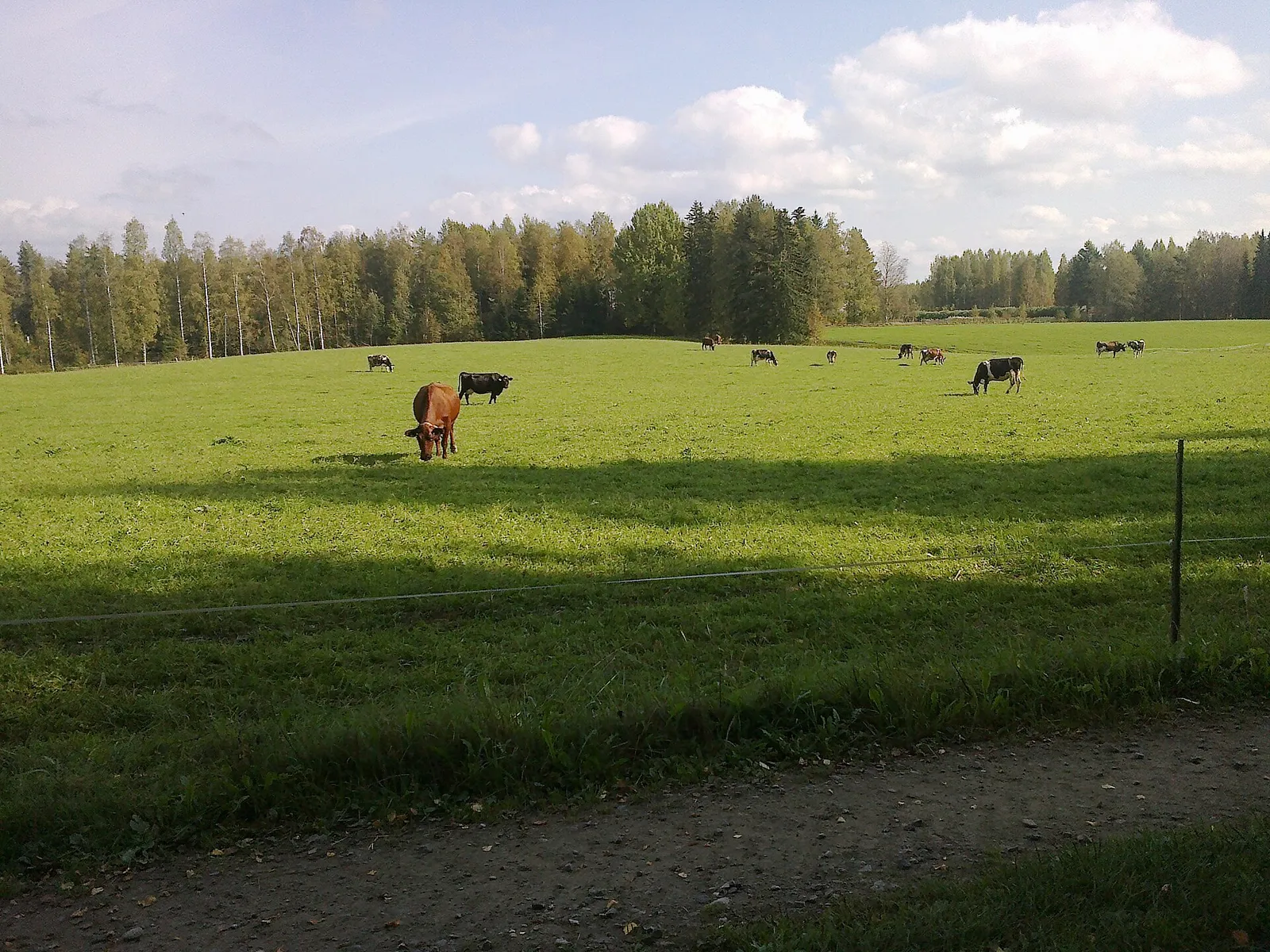 Lehmiä laitumella (kuvituskuva)