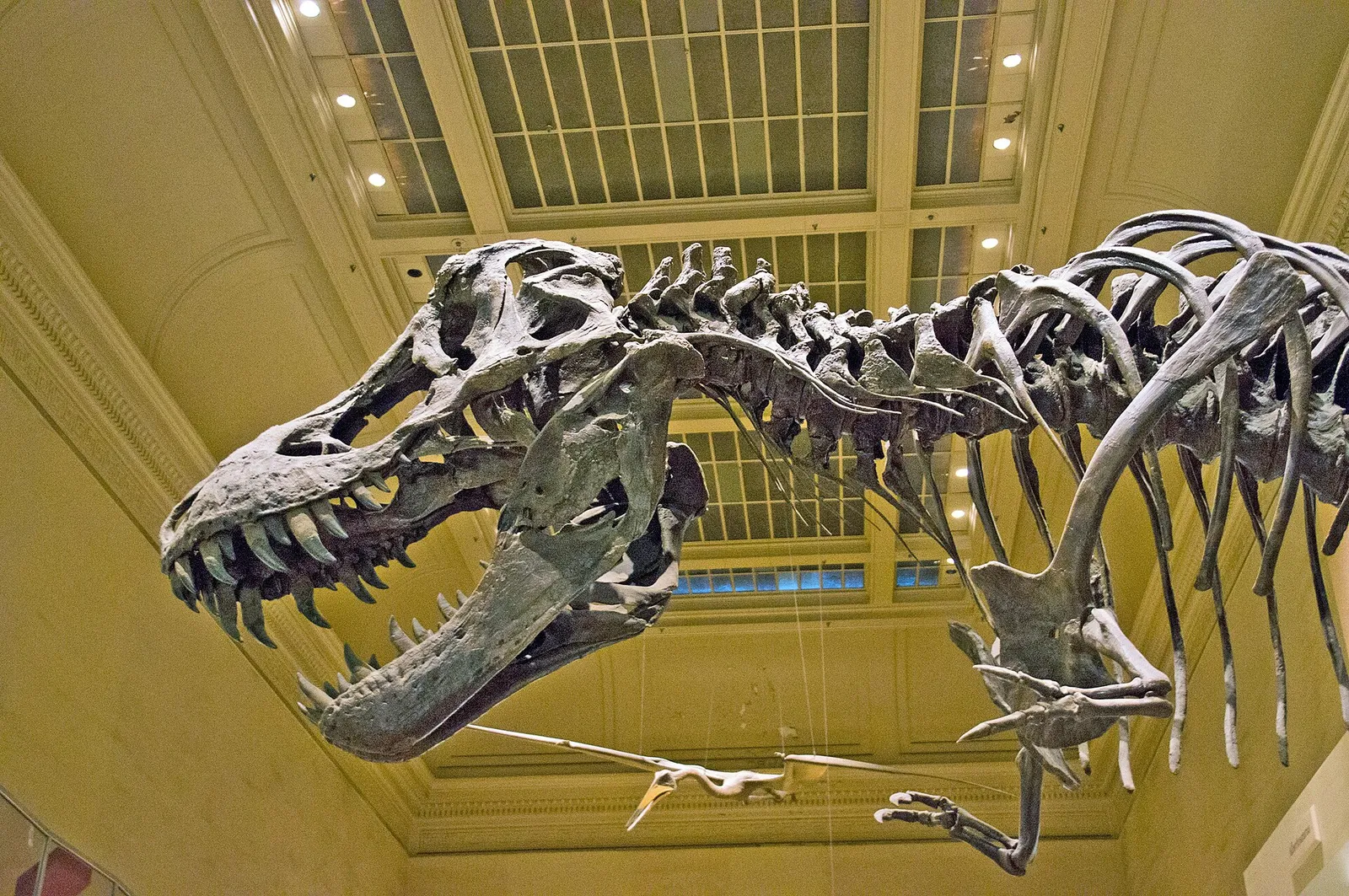 Tyrannosaurus rexin luuranko museossa (kuvituskuva)