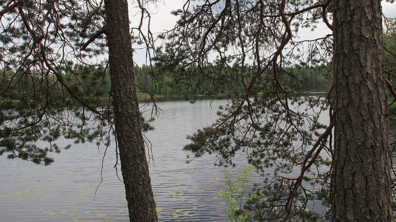 Pohjoiskarjalainen järvimaisema mäntyjen takaa