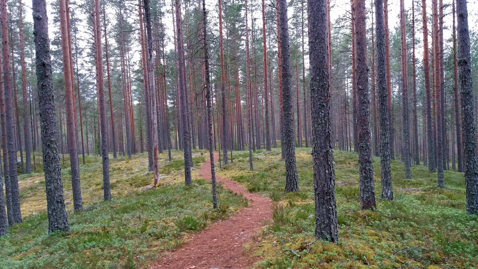 Kansallispuiston retkeilyreitti (kuvituskuva)