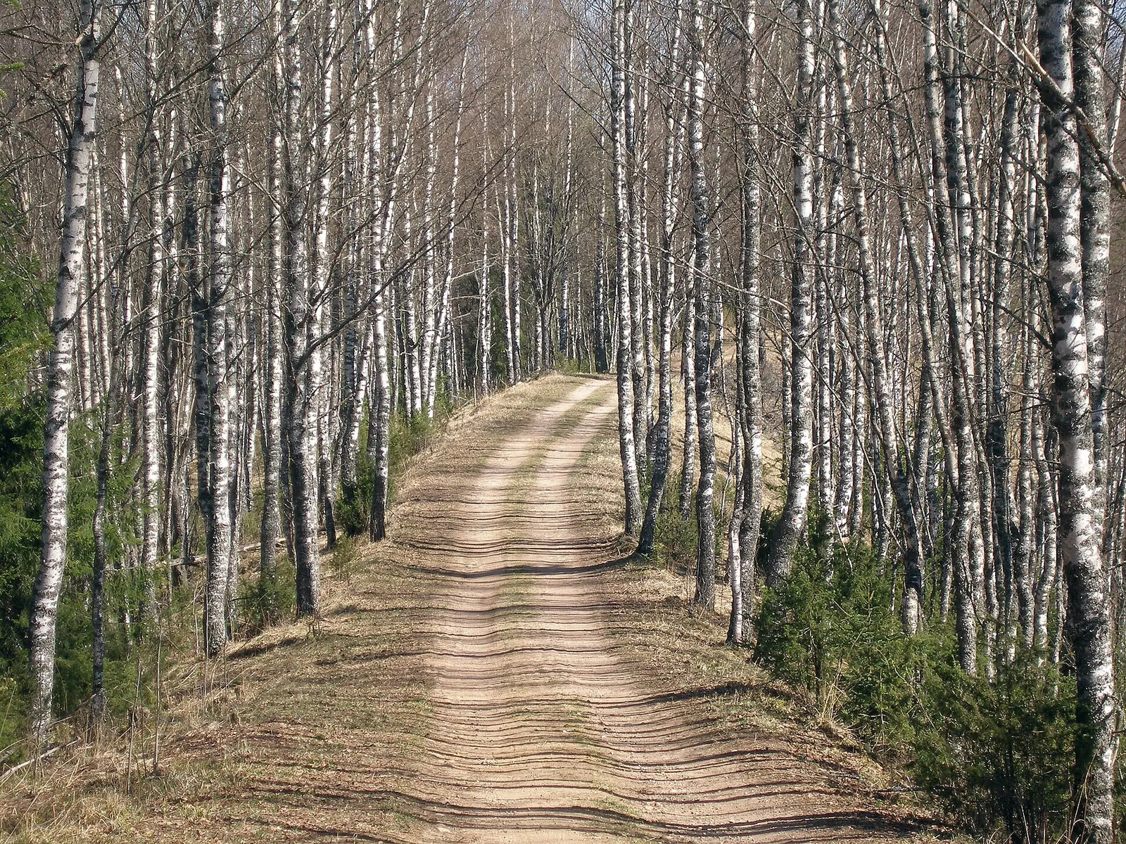 Metsätie kesäisessä metsässä