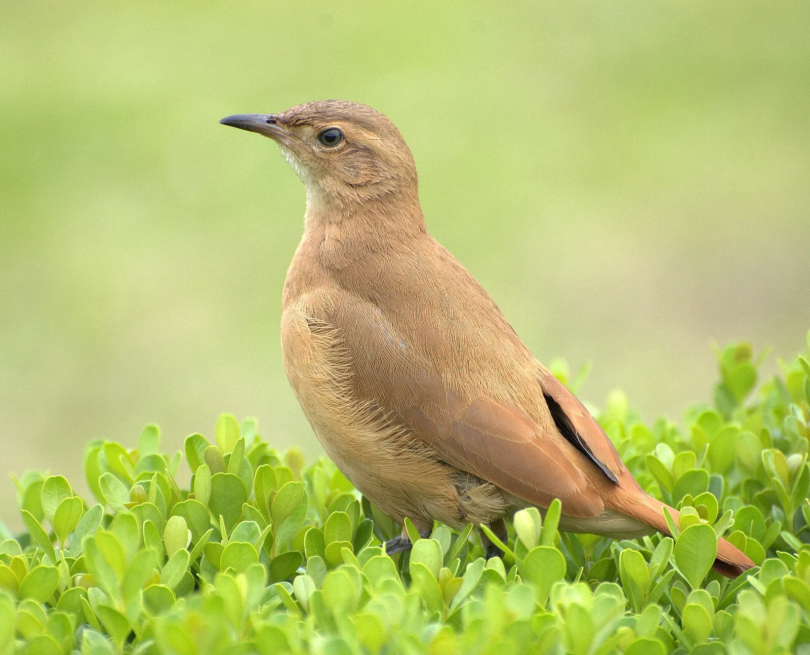 Rupihorneró eli rufous hornero oksalla