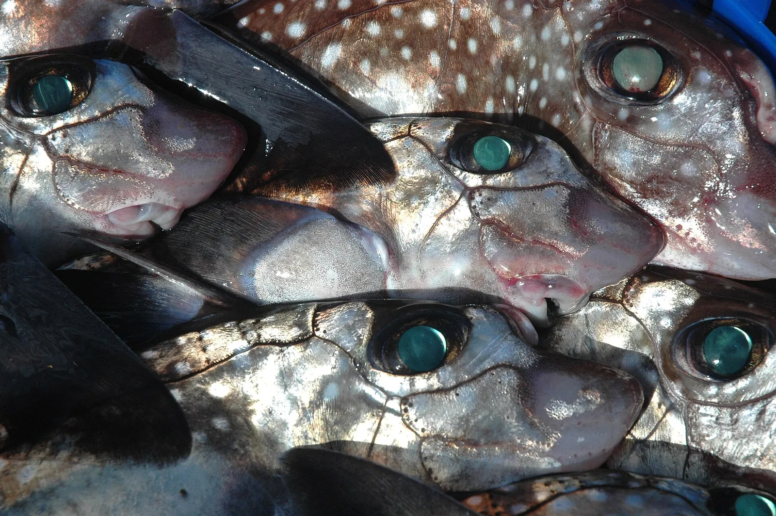 Aavehai eli chimaera (Chimaera monstrosa)