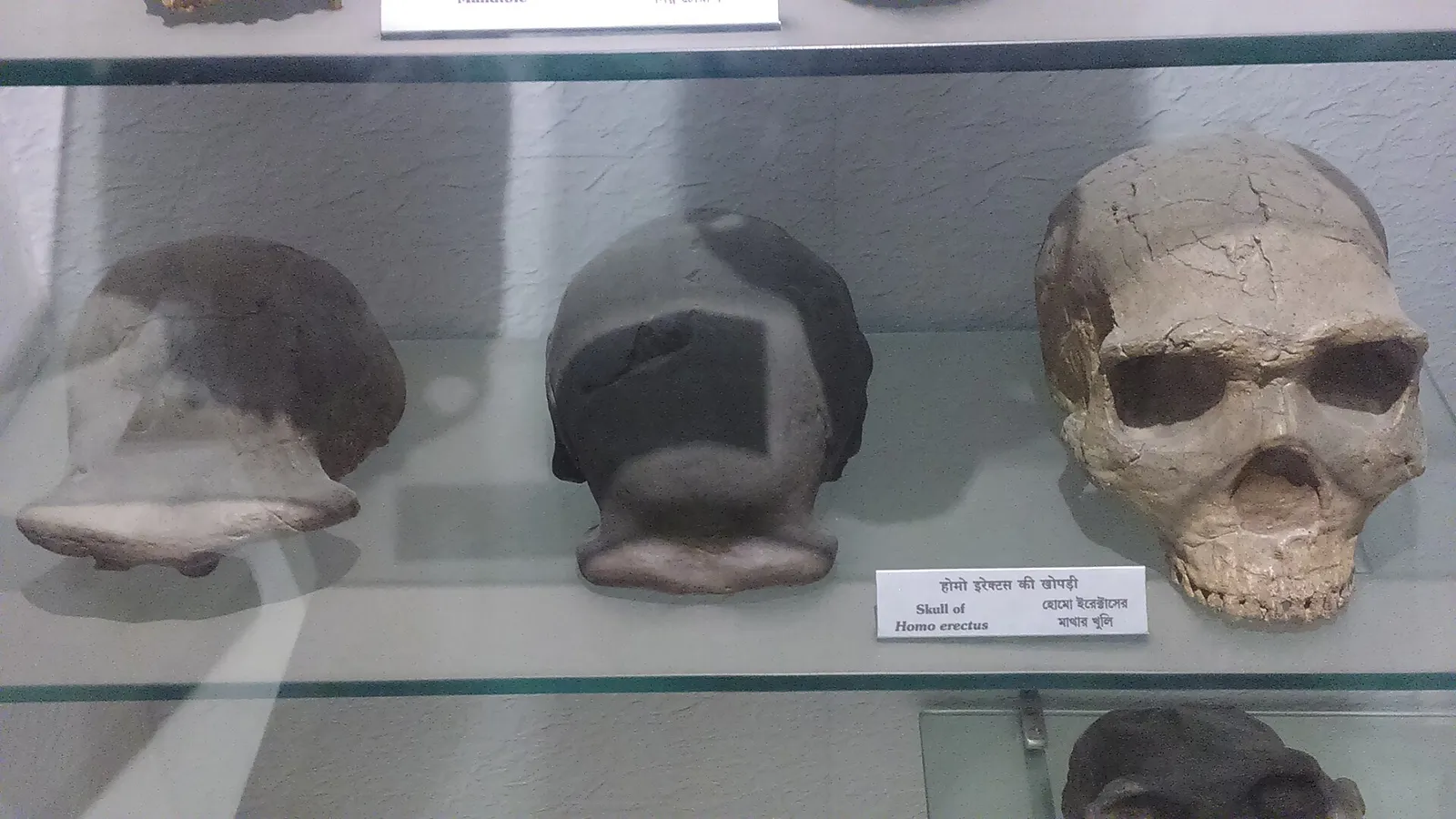 Homo erectuksen kallo museon näyttelyssä