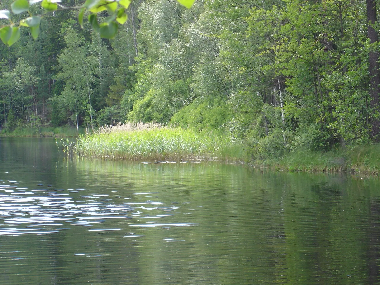 Suomalainen järvenranta kesällä