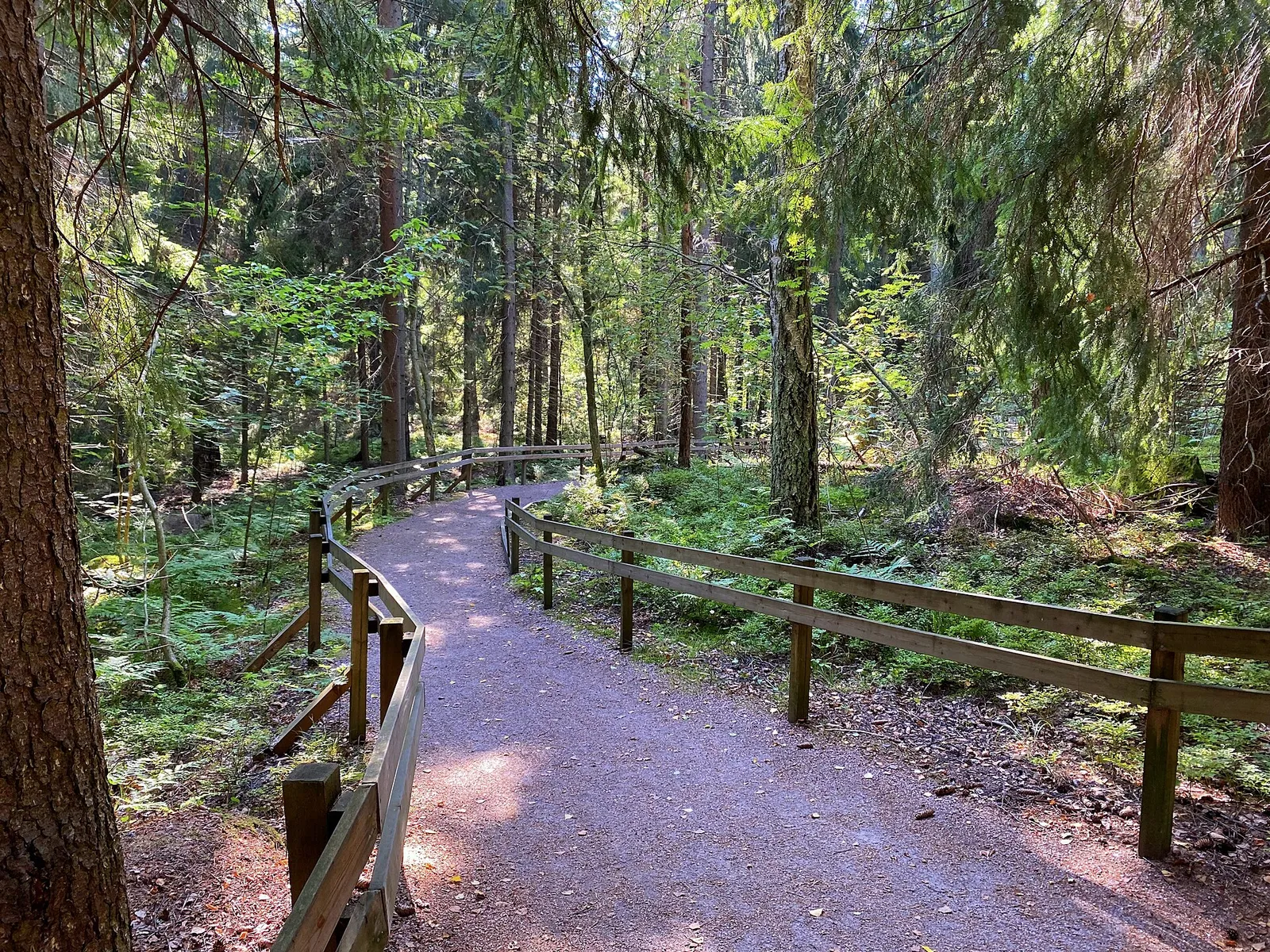 Metsäpolku Helsingin Kivinokassa