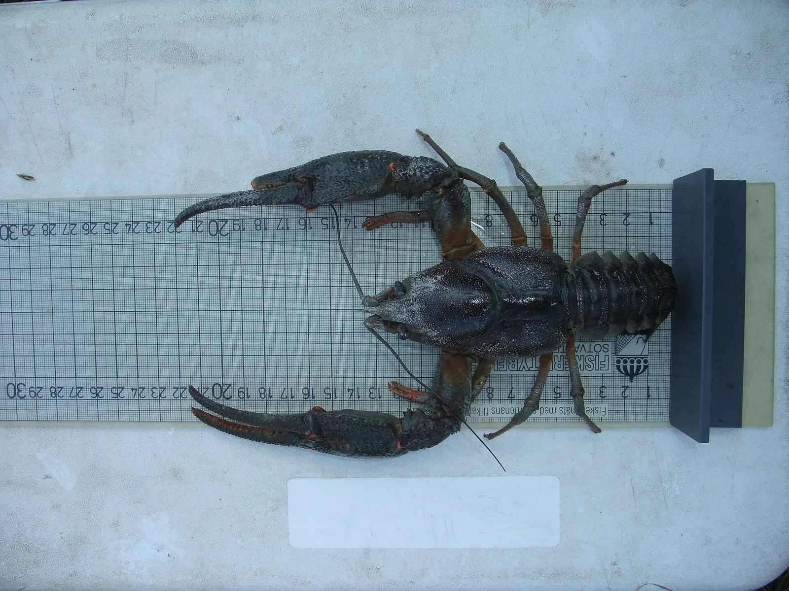 Jokirapu (Astacus astacus)