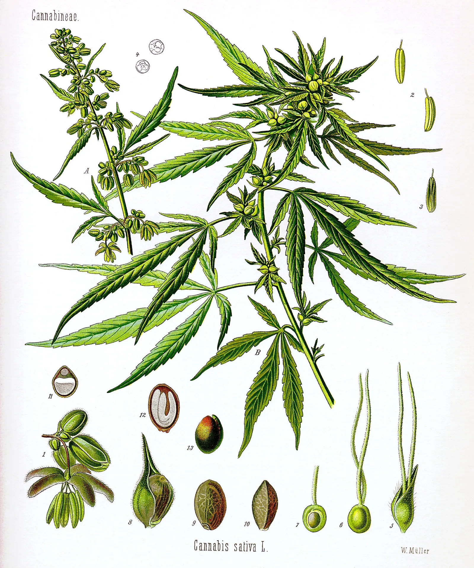Cannabis sativa -kasvi, botaaninen piirros (kuvituskuva)