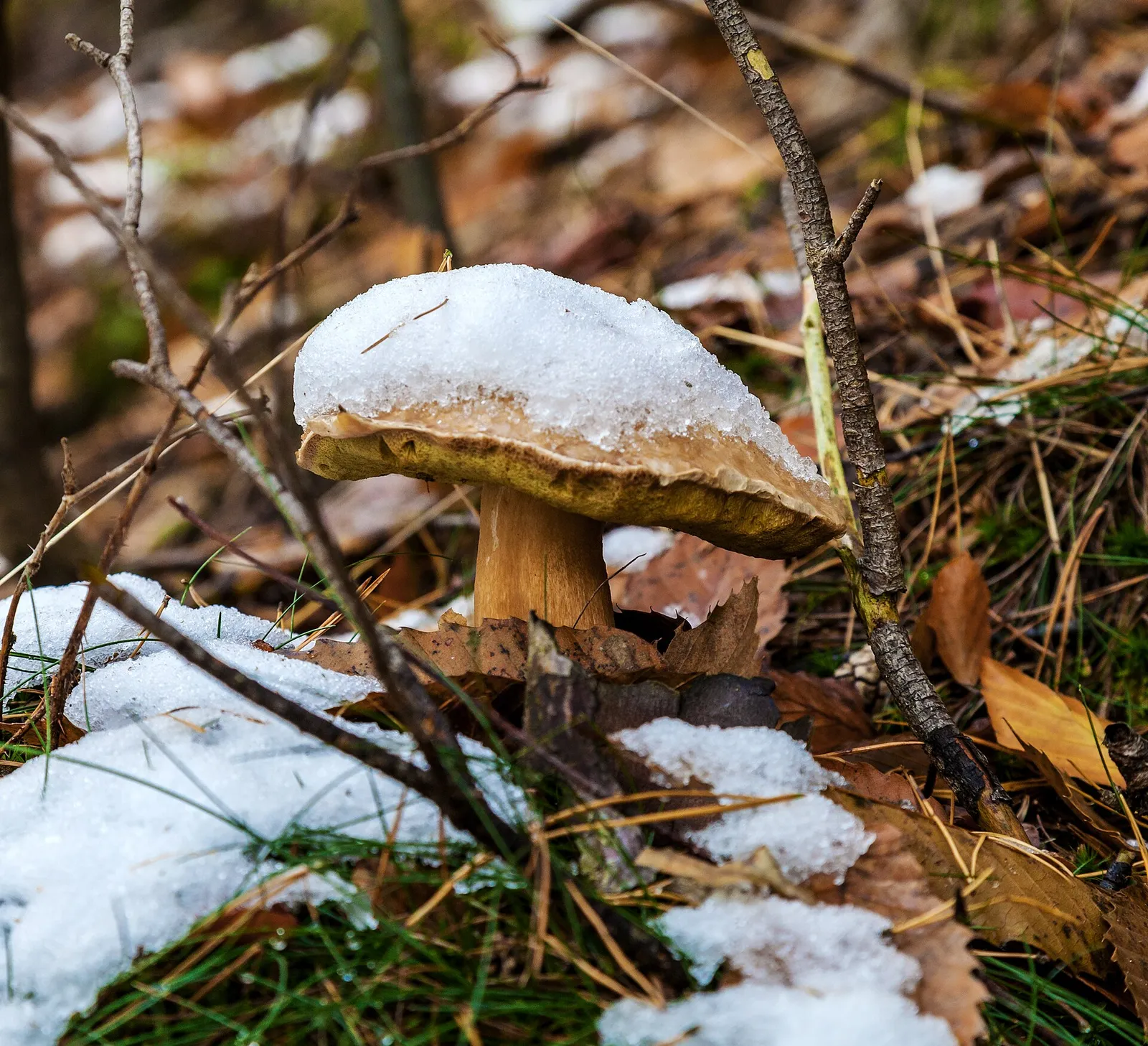 Herkkutatteja metsässä