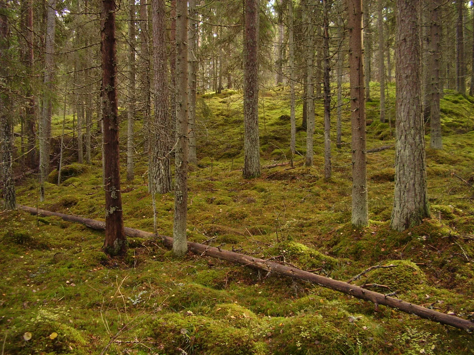 Sammaleinen havumetsä, jonka pohjalla makaa kaatunut runko