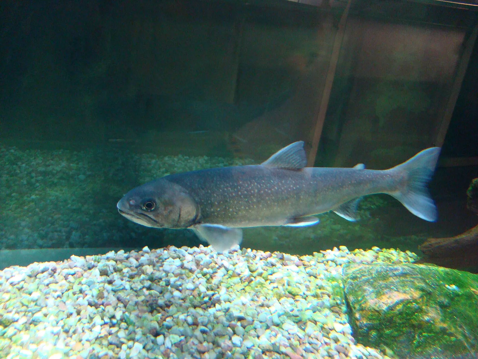 Nieriä eli rautu, Salvelinus alpinus