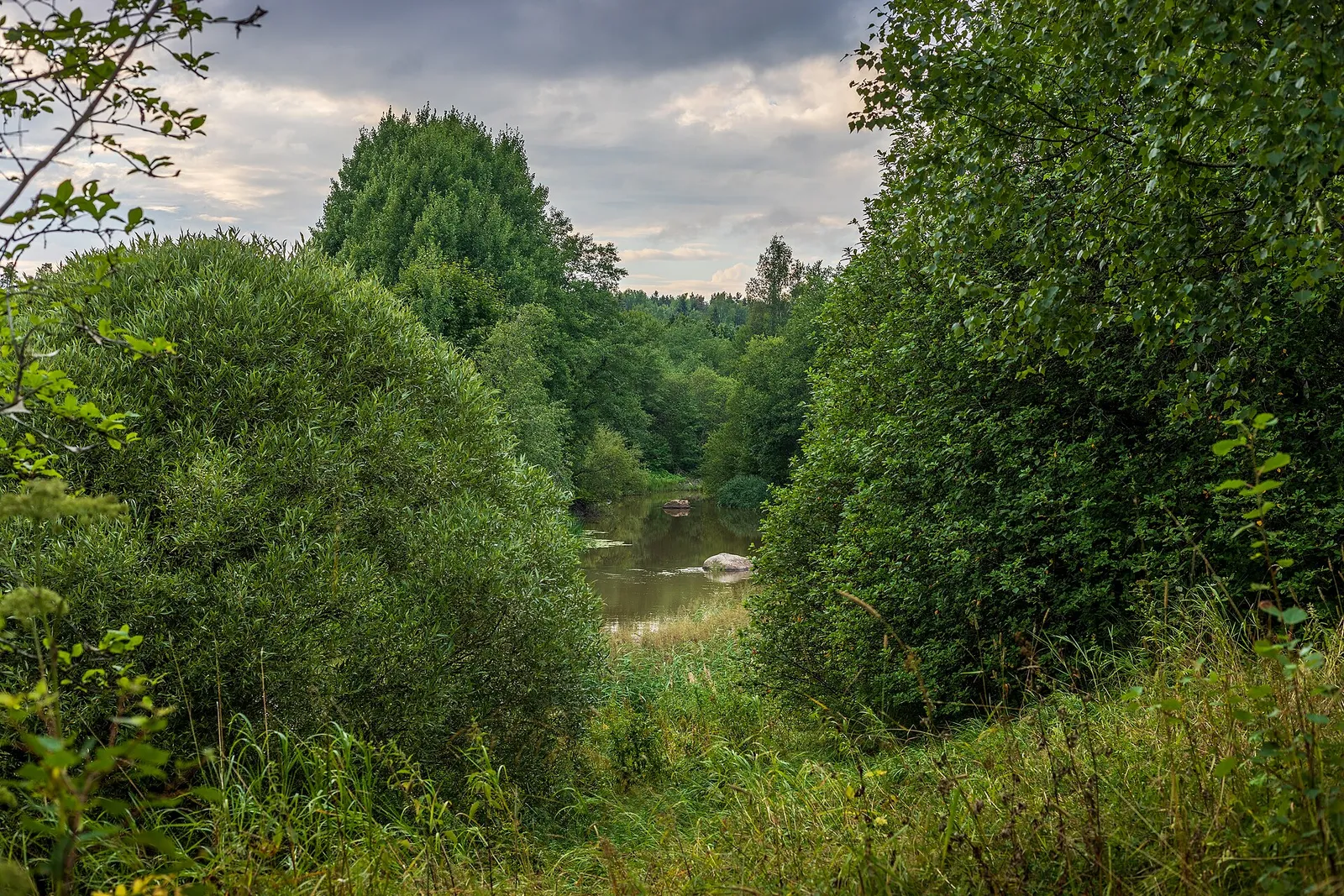 Rehevää metsää Keravanjoen varrella Vantaalla