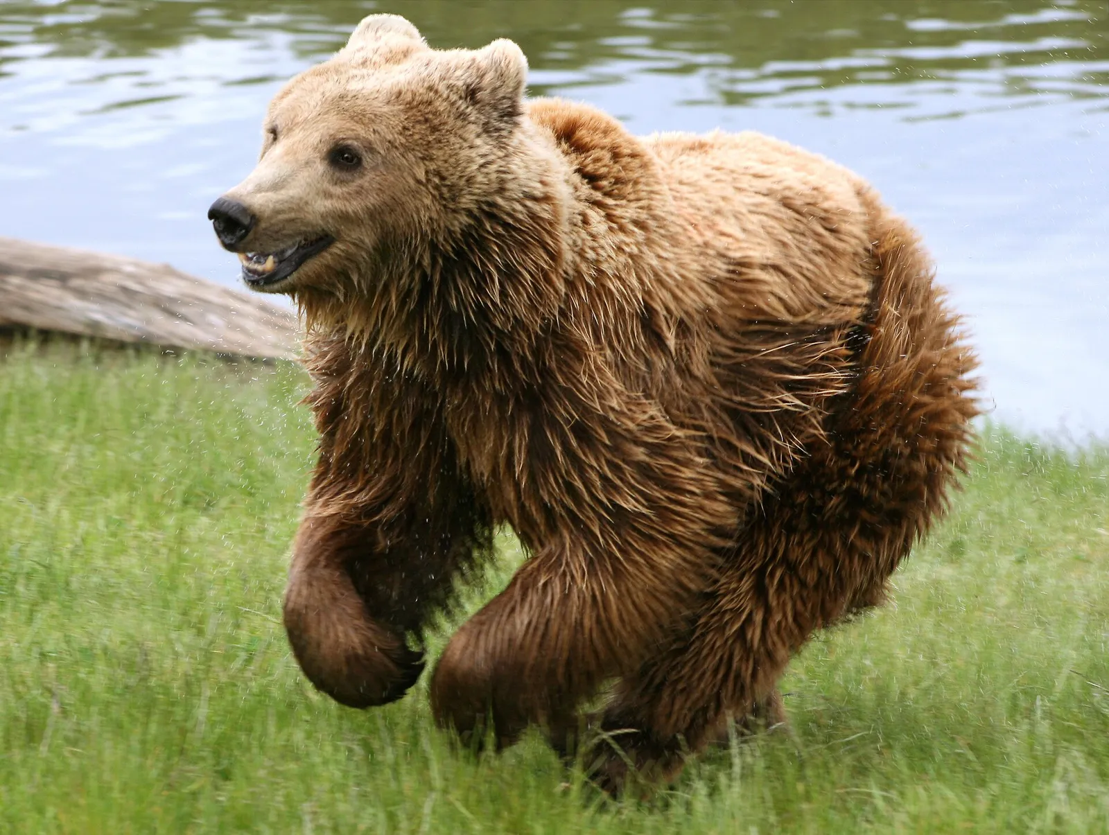 Ruskeakarhu (kuvituskuva)