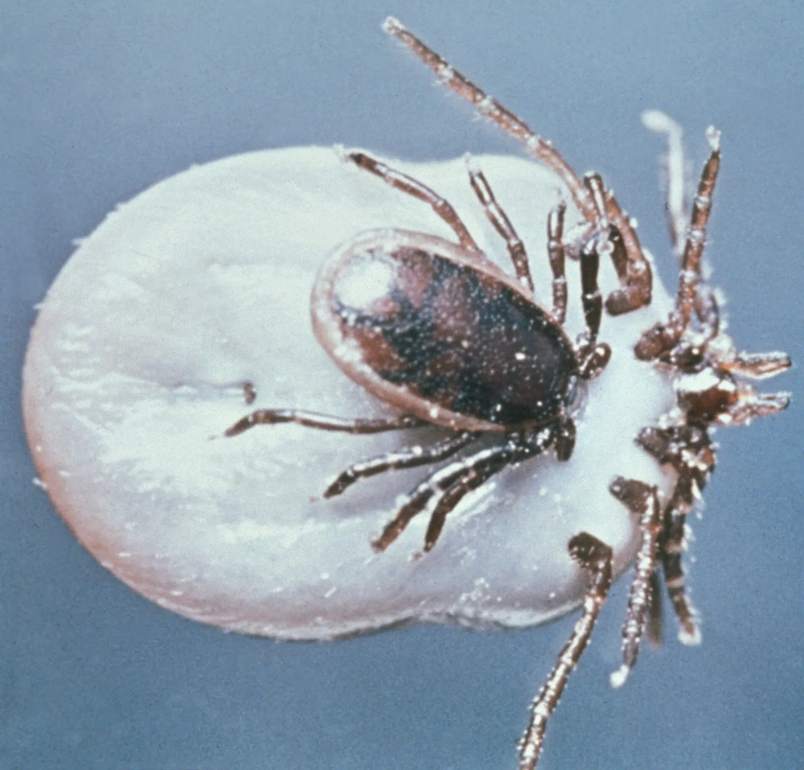Puutiaisia eli punkkeja (Ixodes ricinus)